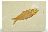 Detailed Fossil Fish (Knightia) - Wyoming #355643-1